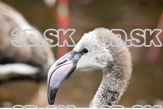 Head texture of gray flamingo 0011